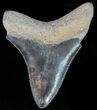 Juvenile Megalodon Tooth - Serrated Blade #62116-1